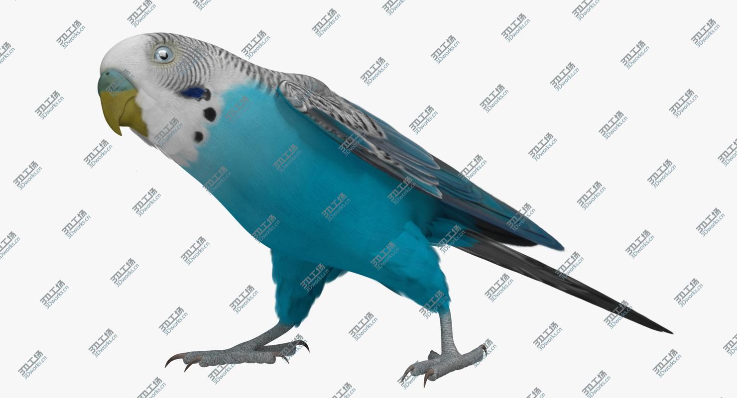 images/goods_img/202105072/Melopsittacus Undulatus 'Budgerigar Blue'/5.jpg